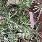 Cyperus alternifolius 花