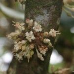 Pycnandra balansae Fruto