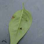 Syringa reticulata Leaf