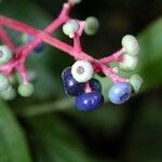 Miconia affinis Fruit