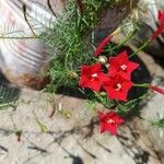 Ipomoea quamoclit Flor