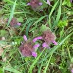 Lamium hybridum Flower