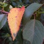 Aristotelia chilensis Fuelha