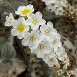 Heliotropium hirsutissimum Цветок