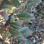 Cotoneaster franchetii পাতা