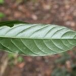 Dendrobangia boliviana Leaf