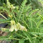 Astragalus penduliflorus പുഷ്പം