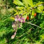 Lycium chinense 花