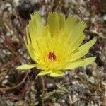 Malacothrix glabrata Flower