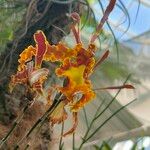 Psychopsis krameriana Flower