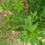 Solidago rugosa Hoja