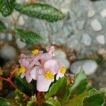 Begonia cucullata फूल