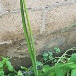 Albuca abyssinica Kwiat