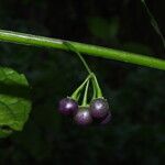 Solanum anguivi Fruit