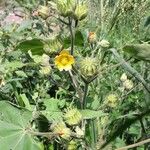 Abutilon theophrasti Blomst