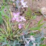 Matthiola longipetala Blüte