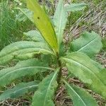 Senecio ovatus Leaf