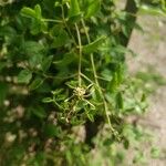 Clematis ligusticifolia Fiore