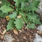 Lactuca longidentata