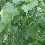 Tilia americana Levél