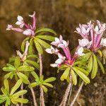 Daphne striata Blatt