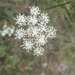 Seseli annuum Blüte