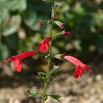 Salvia roemeriana Flor
