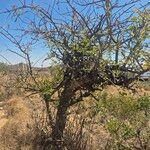 Sclerocarya birrea Habit