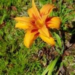 Hemerocallis fulva Cvet