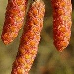 Alnus incana Flor