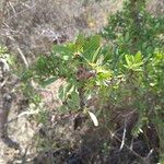 Pyrus spinosa 葉