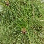 Pinus canariensis Blad