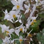 Epimedium stellulatum Цвят