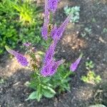 Veronica longifolia 花