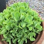 Sedum telephium Leaf