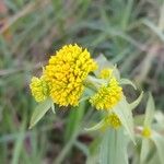Flaveria bidentis Flower