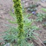 Artemisia biennis Квітка