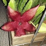 Stapelia hirsutaKvět