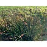 Juncus effusus Fulla