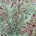 Senecio brasiliensis Hábito