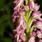 Orchis × spuria ফুল
