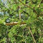 Vachellia etbaica Outro