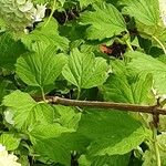 Viburnum macrocephalum Bark