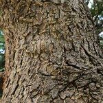 Styphnolobium japonicum Bark