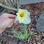 Narcissus pseudonarcissus Λουλούδι