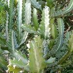 Euphorbia lactea Leaf