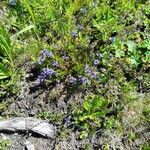 Polygala alpina Flor