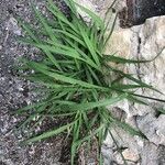 Paspalum dilatatum List