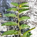 Chamaecrista glandulosa Alkat (teljes növény)