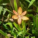 Iris domestica Кветка